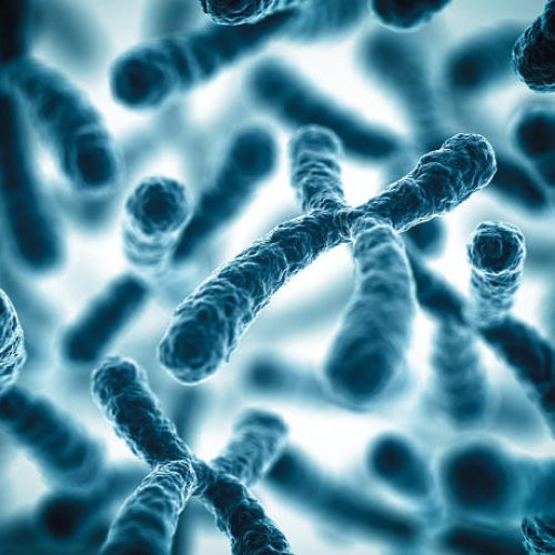 citogenetica